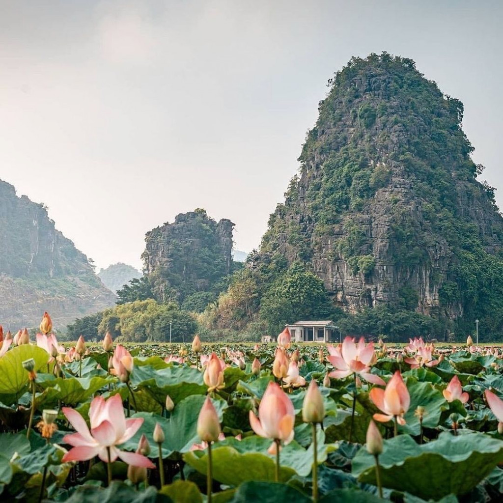 Đầm sen Hang Múa Ninh Bình trong mùa Hè.